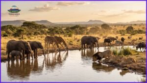 Read more about the article How Much Does a Tanzania Safari Cost?
