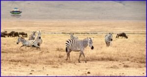 Read more about the article Best Time to Visit Tanzania: Weather, Events & Travel Tips